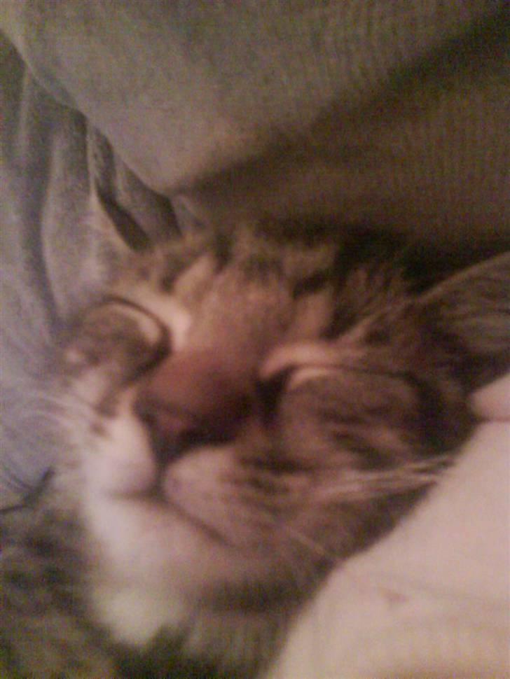 Huskat Sigurd † R.I.P. † billede 3