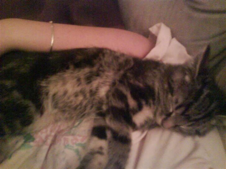 Huskat Sigurd † R.I.P. † billede 4