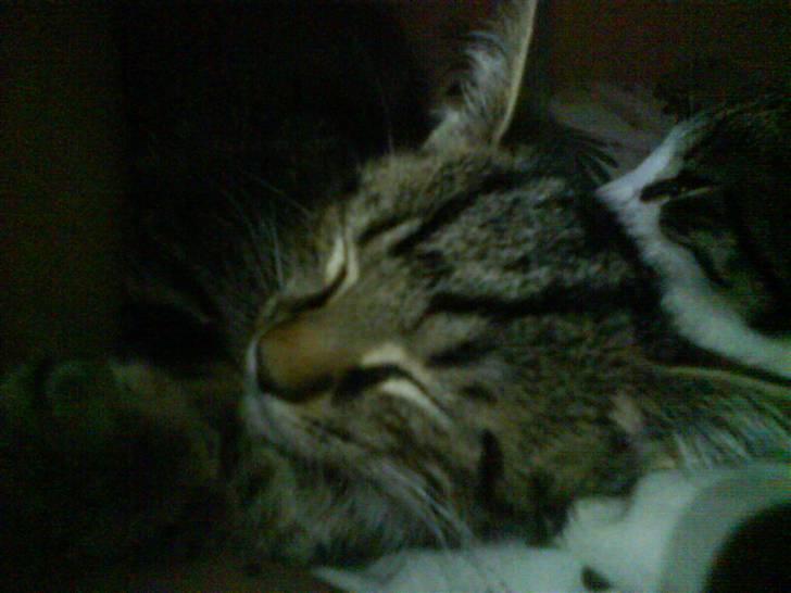 Huskat Sigurd † R.I.P. † billede 5