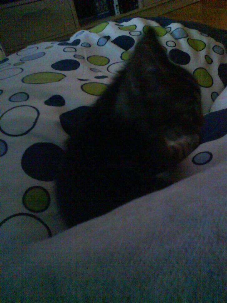 Huskat Sigurd † R.I.P. † billede 6