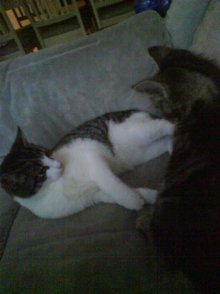 Huskat Sigurd † R.I.P. † billede 7