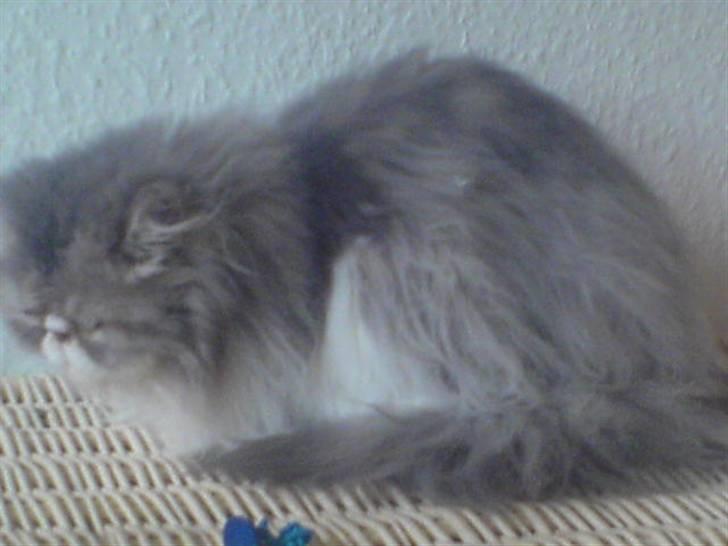 Perser jack sparrow af kissimee  billede 1