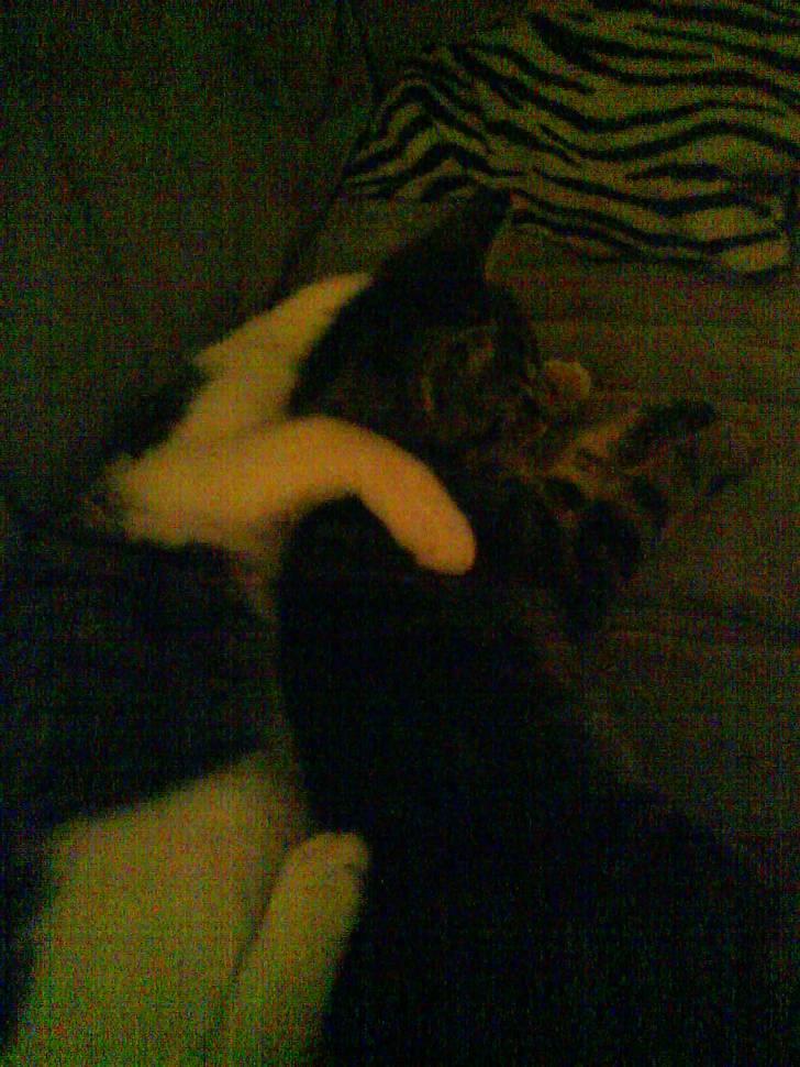 Huskat Sigurd † R.I.P. † billede 8