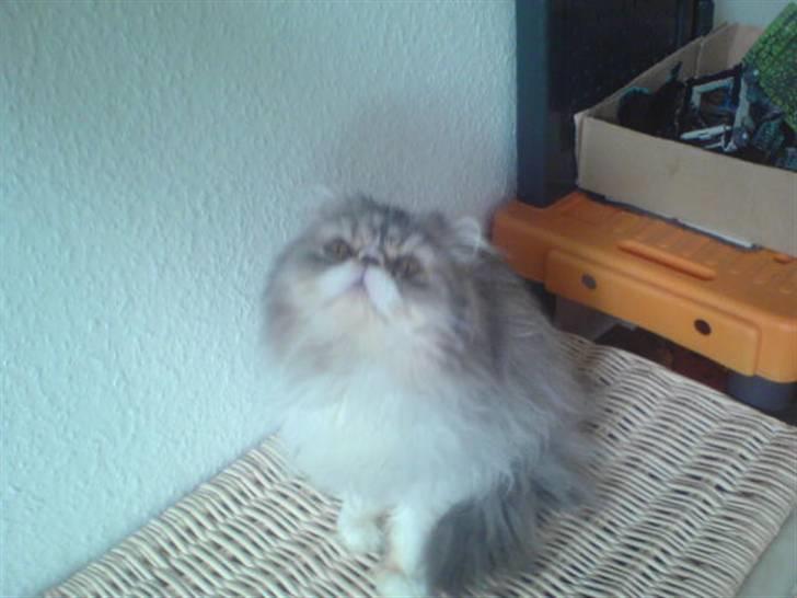 Perser jack sparrow af kissimee  billede 3