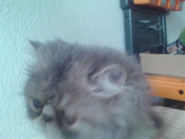 Perser jack sparrow af kissimee  billede 4