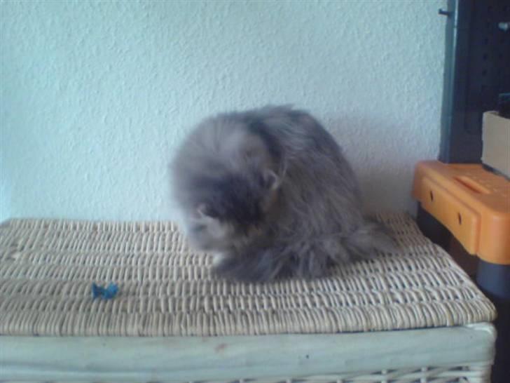 Perser jack sparrow af kissimee  billede 5