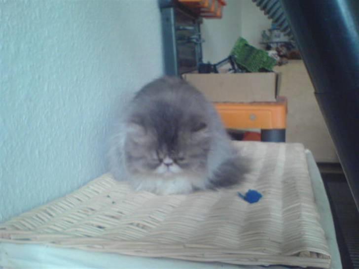 Perser jack sparrow af kissimee  billede 6