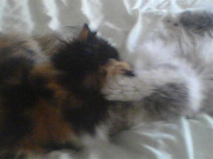 Perser dk carlkat addi billede 1