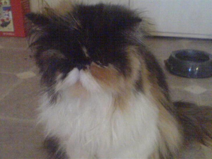 Perser dk carlkat addi billede 2