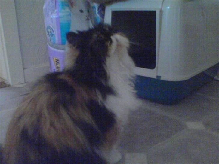 Perser dk carlkat addi billede 3