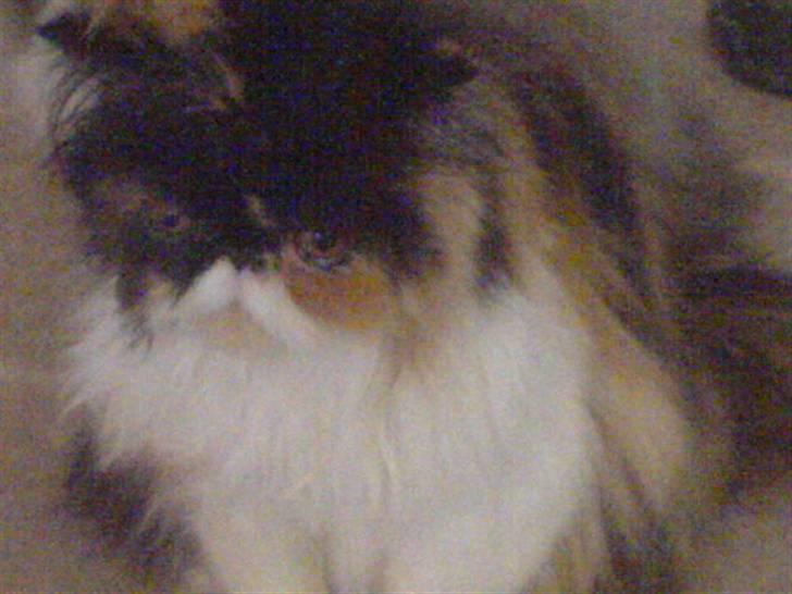 Perser dk carlkat addi billede 4