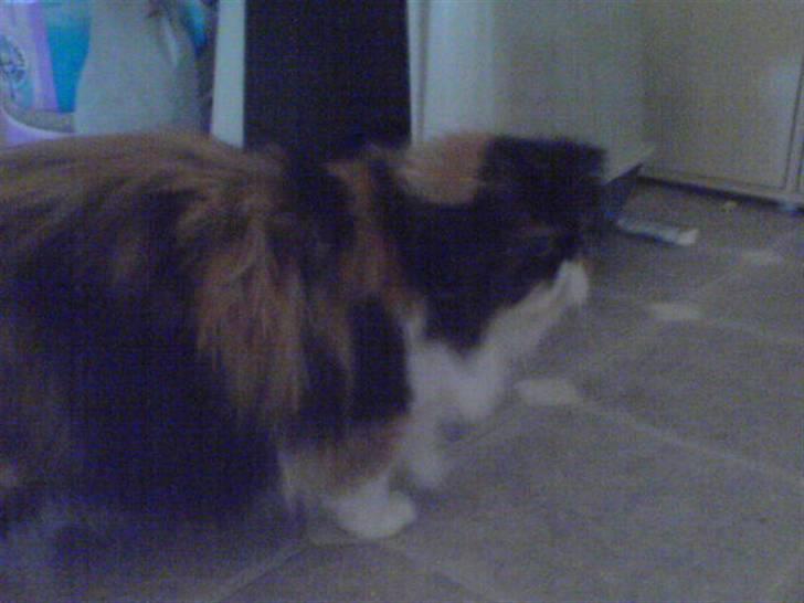 Perser dk carlkat addi billede 5