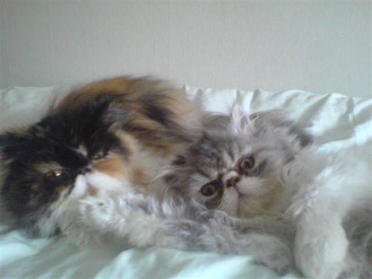 Perser dk carlkat addi billede 6