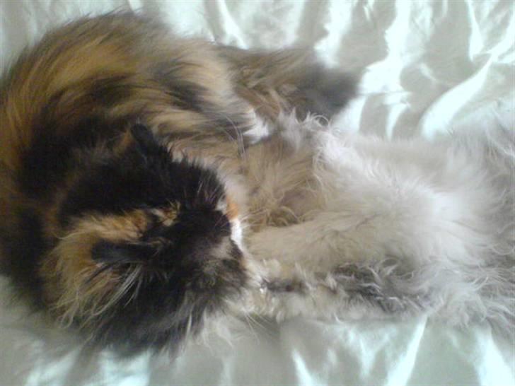 Perser dk carlkat addi billede 7