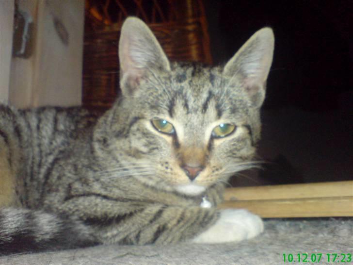 Huskat Tiger Mis O´malli *søs* billede 9