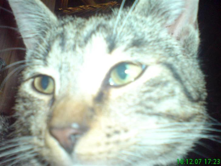 Huskat Tiger Mis O´malli *søs* billede 10