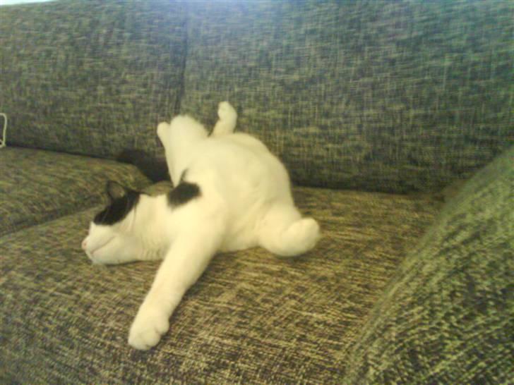 Huskat Putte - tilkald en fysioterapeut, jeg kan ikke rette mig ud... billede 13