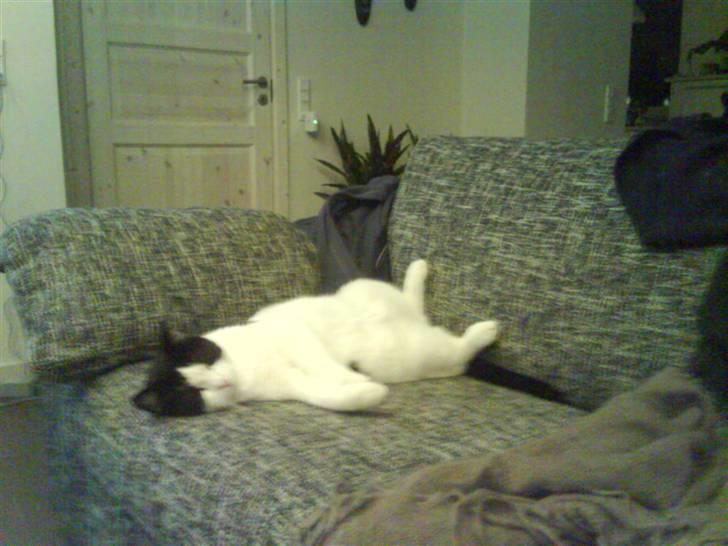 Huskat Putte - en lur på ryggen er ikke så ringe endda billede 14