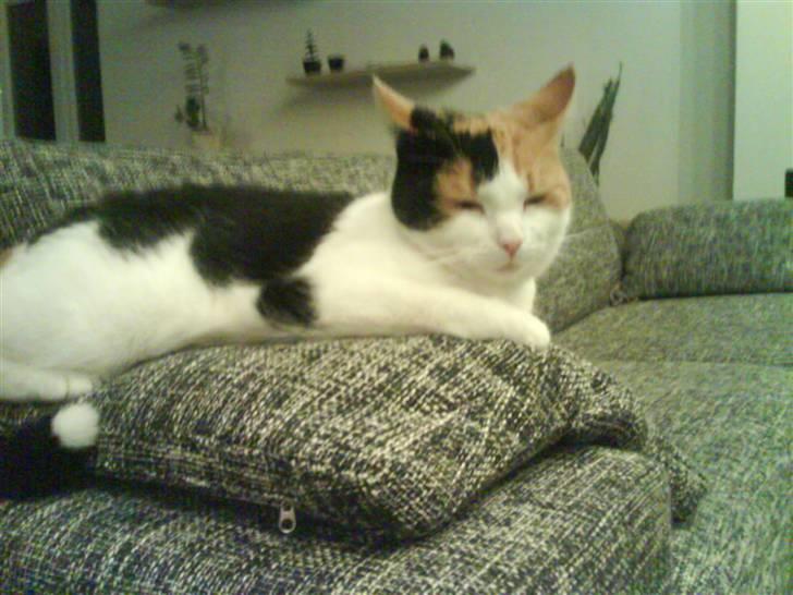 Huskat Pjevert billede 6