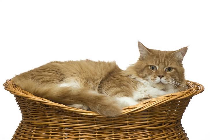 Maine Coon Frode billede 15