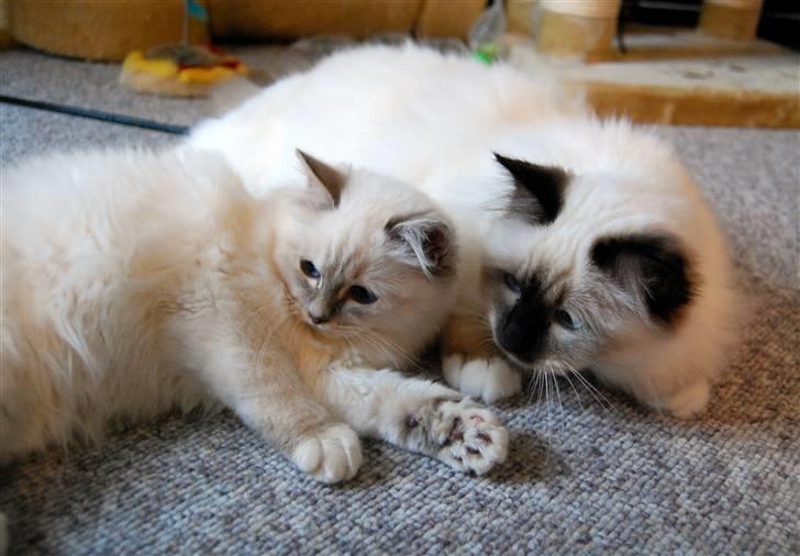 Hellig Birma Amarillia Vom Blüten † - De "værste" fjender den først uge :p De ser ikke særlige fjendtlige ud længere :p billede 8