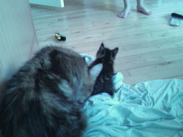 Maine Coon Angel (med killinger) - Angel og King(killingen) billede 7