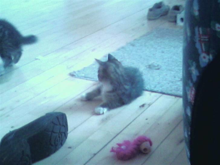 Maine Coon Angel (med killinger) - Tiger som ligger og kigger hen på Simba billede 8