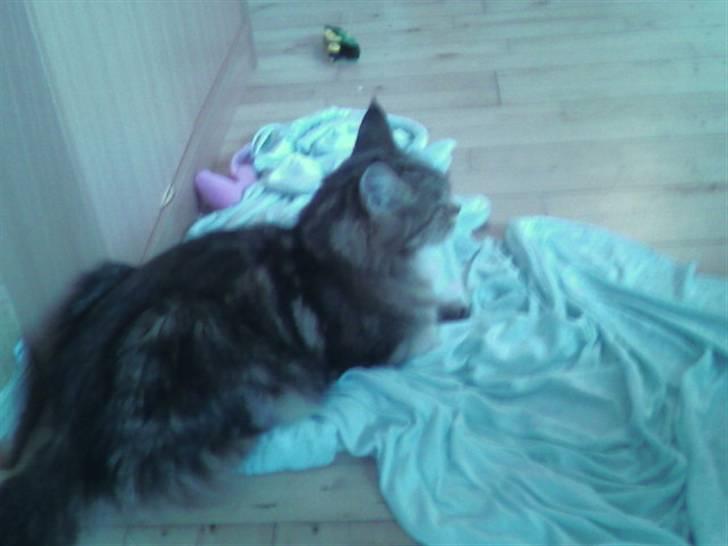 Maine Coon Angel (med killinger) - Angel holder godt øje med sine små killinger. billede 10