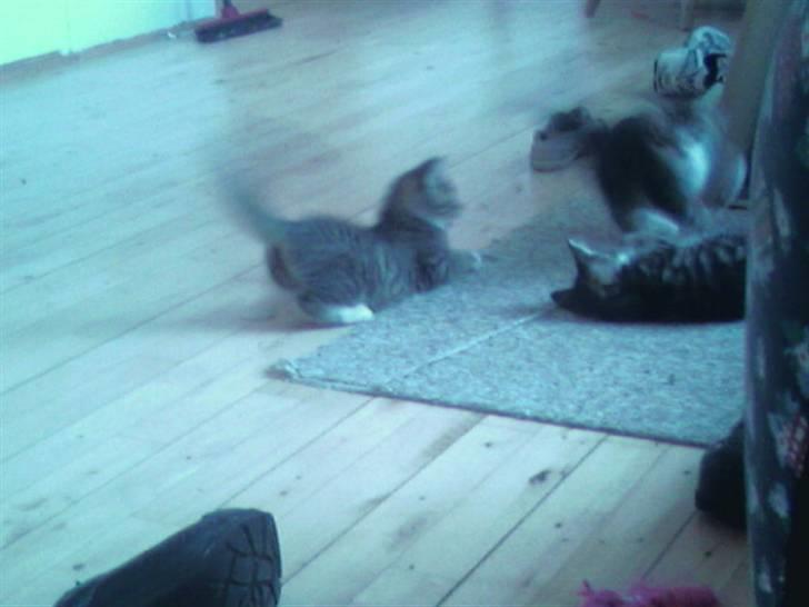 Maine Coon Angel (med killinger) - Tiger og Simba som hopper rundt og leger, mens King ligger og slapper af (undskyld den dårlige grafik) billede 11