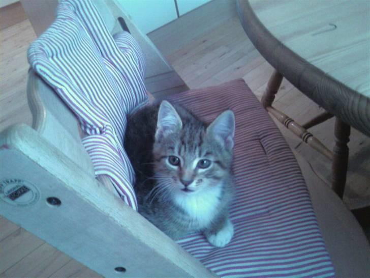 Maine Coon Angel (med killinger) - Tiger - En rigtig lille foto-model. billede 12