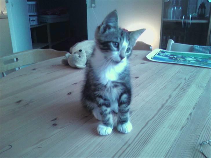 Maine Coon Angel (med killinger) - Simba som sidder på bordet - han er da også lidt af en lille foto-model. billede 13