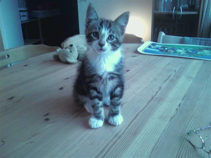 Maine Coon Angel (med killinger) - Endnu et billed af lille Simba - "Smil til fotografen Simba!" billede 14