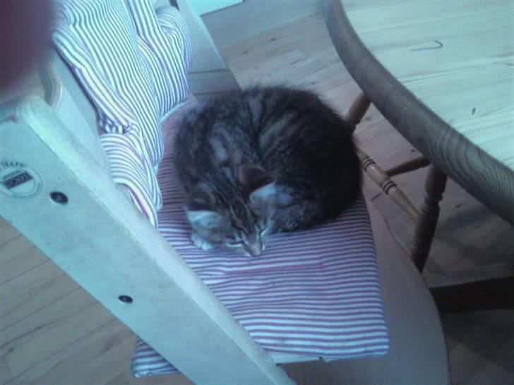 Maine Coon Angel (med killinger) - Tiger er blevet træt af al den fotografering. billede 15