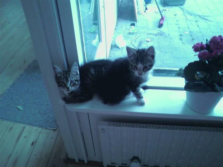 Maine Coon Angel (med killinger) - King og Simba som ligger/sidder i vindueskarmen - Så er der dømt vinduekarms afslapnin. billede 16