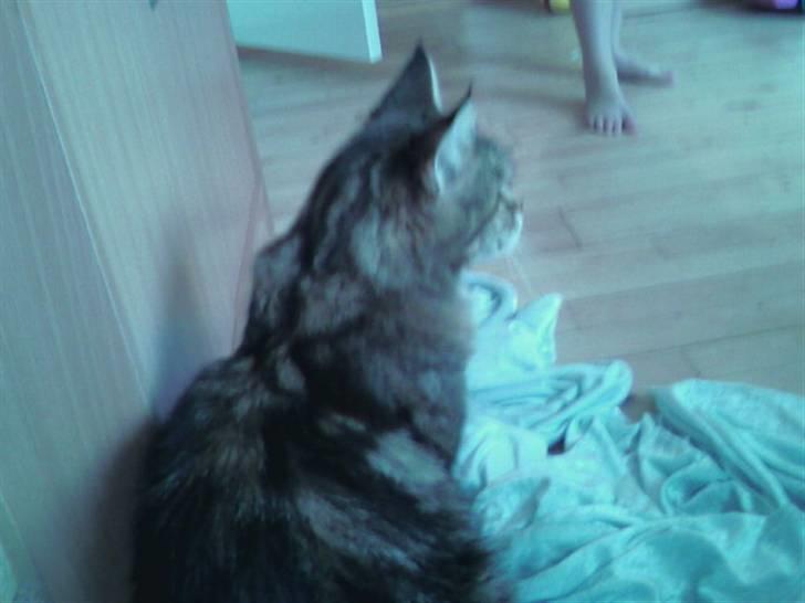 Maine Coon Angel (med killinger) - Angel som sidder og holder godt øje med alle hendes små killinger. billede 17