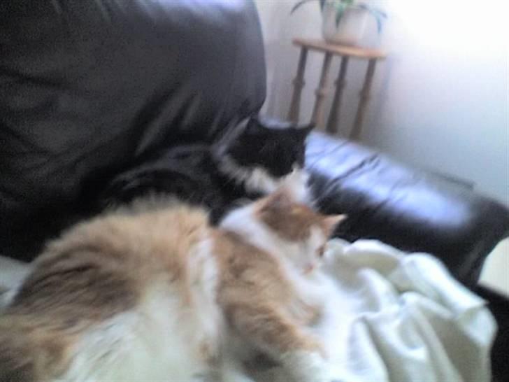 Blanding af racer Bandit - mig og cleo ligger lige og nyder hinandens varme billede 5