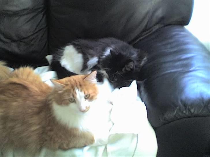 Blanding af racer Bandit - mig og Cleo igen.. billede 6