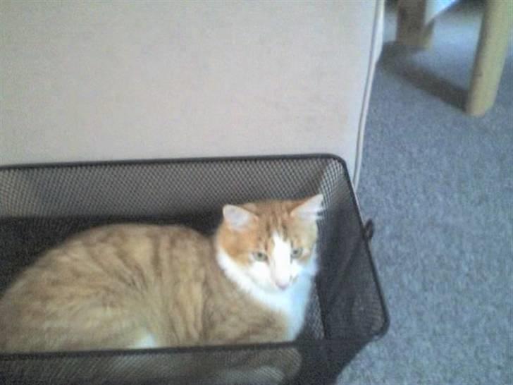 Blanding af racer Bandit - skulle lige prøve at ligge i en cykkelkurv.. billede 7