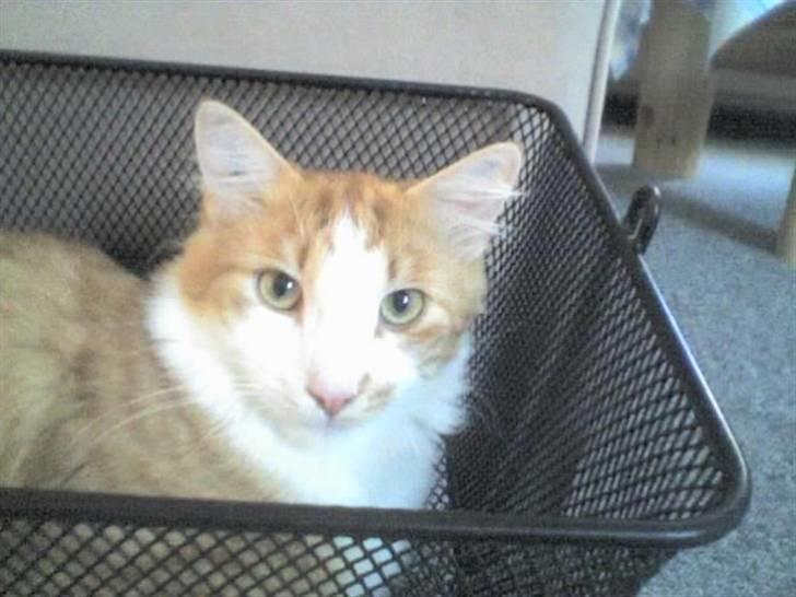 Blanding af racer Bandit billede 8