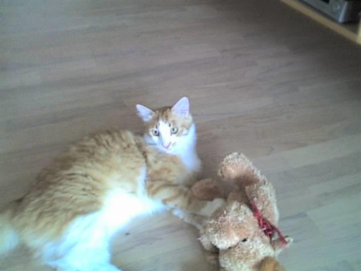 Blanding af racer Bandit - mig og min bide bamse billede 9