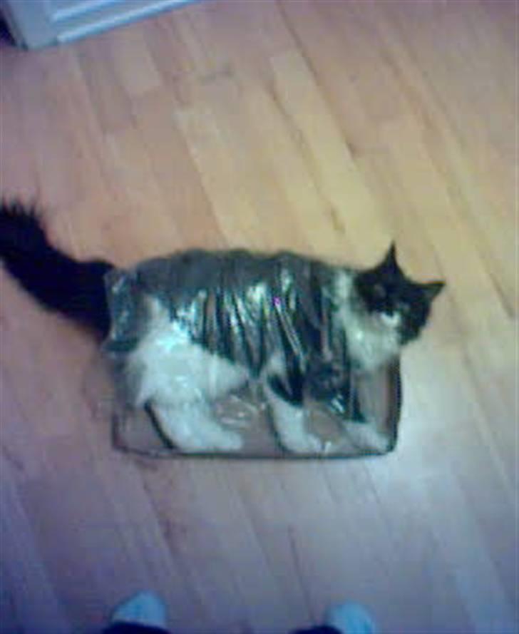 Blanding af racer Cleo - kat i kasse billede 10