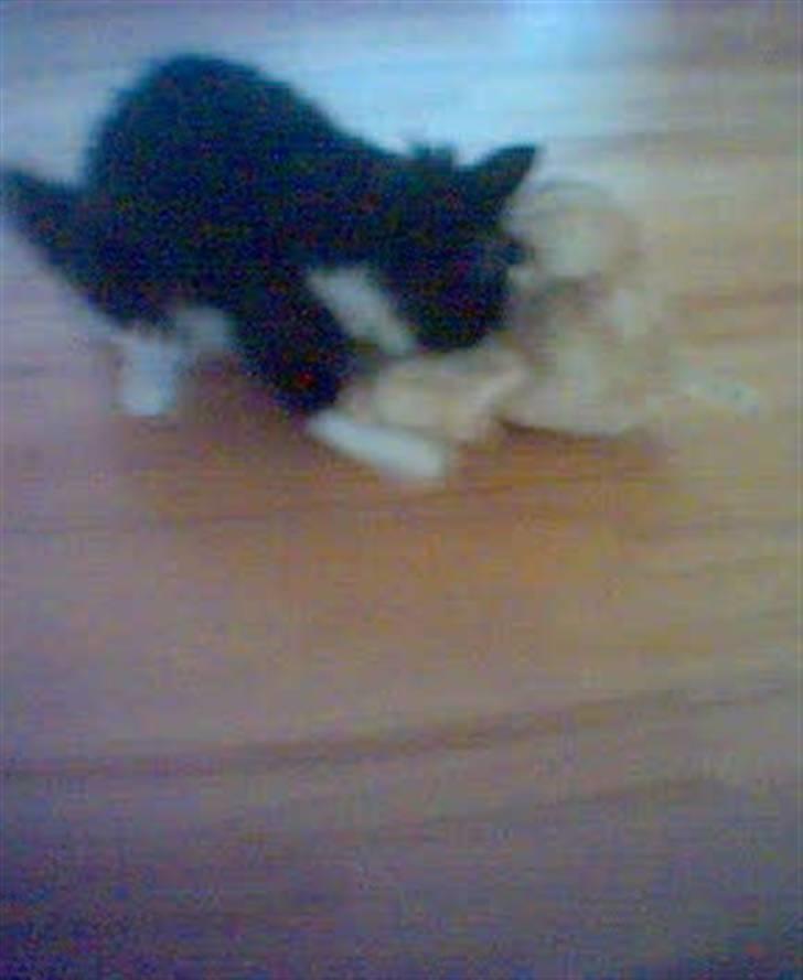 Blanding af racer Cleo - mig og min bide bamse billede 11