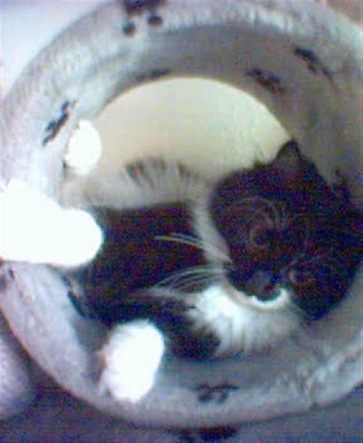 Blanding af racer Cleo - kat i rør billede 12