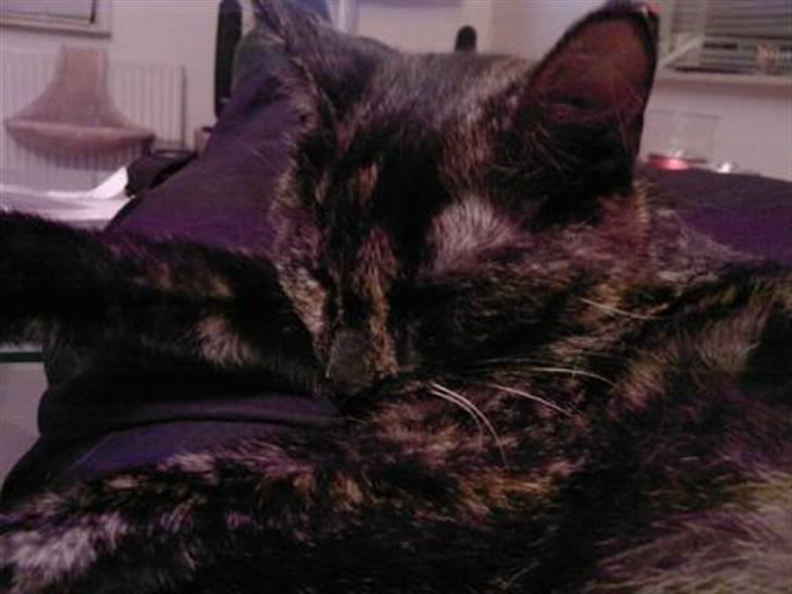 Huskat Plet † billede 1