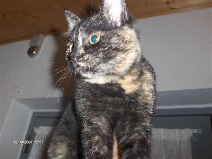 Huskat Plet † billede 2