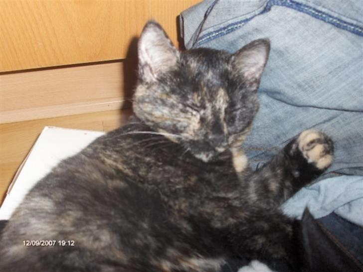 Huskat Plet † billede 3