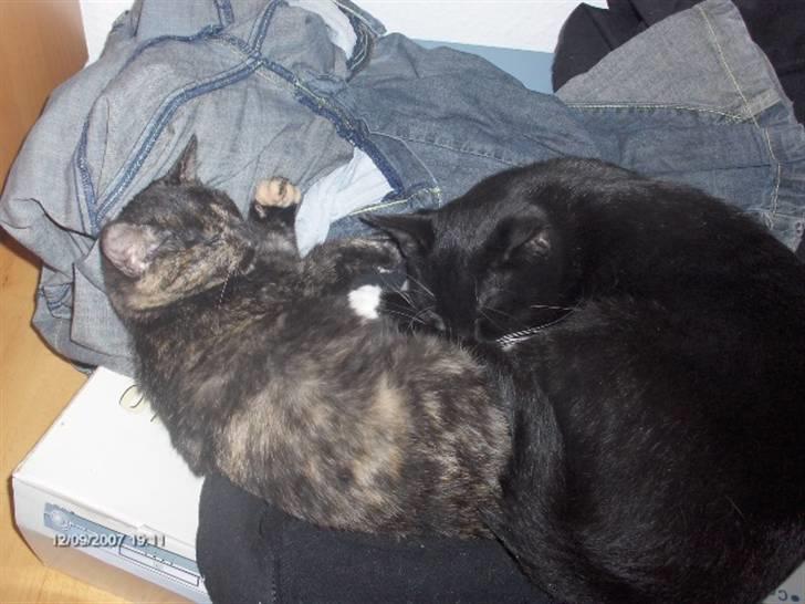 Huskat Plet † billede 4