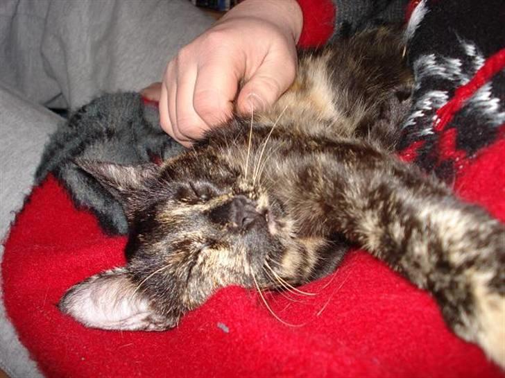 Huskat Plet † billede 5