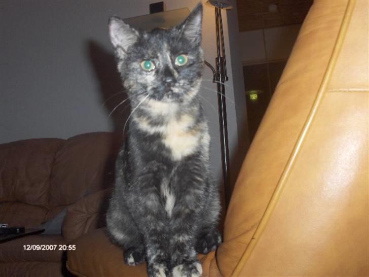 Huskat Plet † billede 6