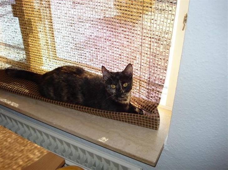 Huskat Plet † billede 7